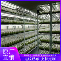 Plant light tissue culture rack laboratory tissue culture rack removable cultivation storage rack plant seedling culture rack
