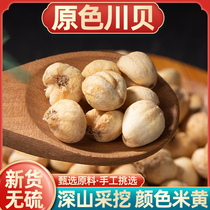 Sichuan Sichuan Sichuan Fritillary Grain Apugawa Fritillaria Powder for Autumn Winter Cough