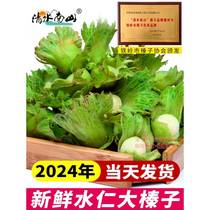 2024 Fresh large hazelnuts with green skin and water kernels Wild green skin and water kernels Hazelnuts Northeast specialty Huanren original flavor