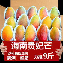 Hainan Guifei mango fresh mango 9 pounds seasonal fruit tree ripe red golden jade green pepper mango whole box