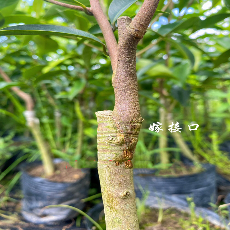 揭秘奇楠沉香：一代奇楠苗嫁接背后的奥秘