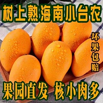 Hainan Xiaodai Nongmango fresh season tropical fruit tree ripe Tamanpi thin nucleus small orchard