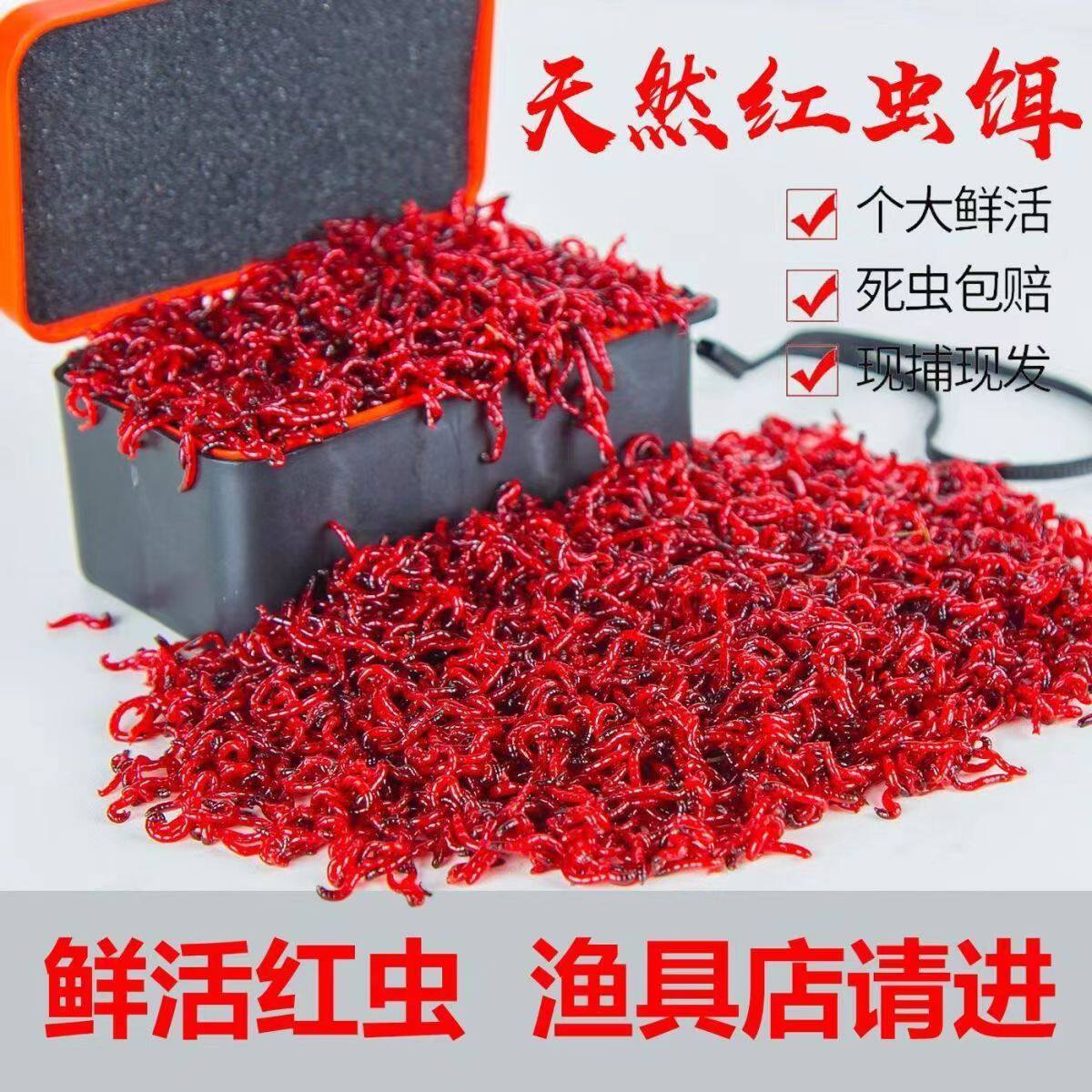 特大鲜活红虫黑头公虫，钓鱼达人的终极秘籍！🎣-活饵-淘宝百科网