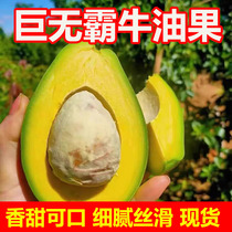 Non-imported fruit authentic Guangxi Baisha Big Mac avocado fresh and ready-picked food for pregnant women and babies
