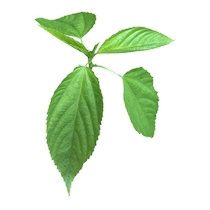 Authentic Chaoshan white hemp leaf vegetable seeds jute leaves Egyptian imperial vegetable seeds special vegetable seeds