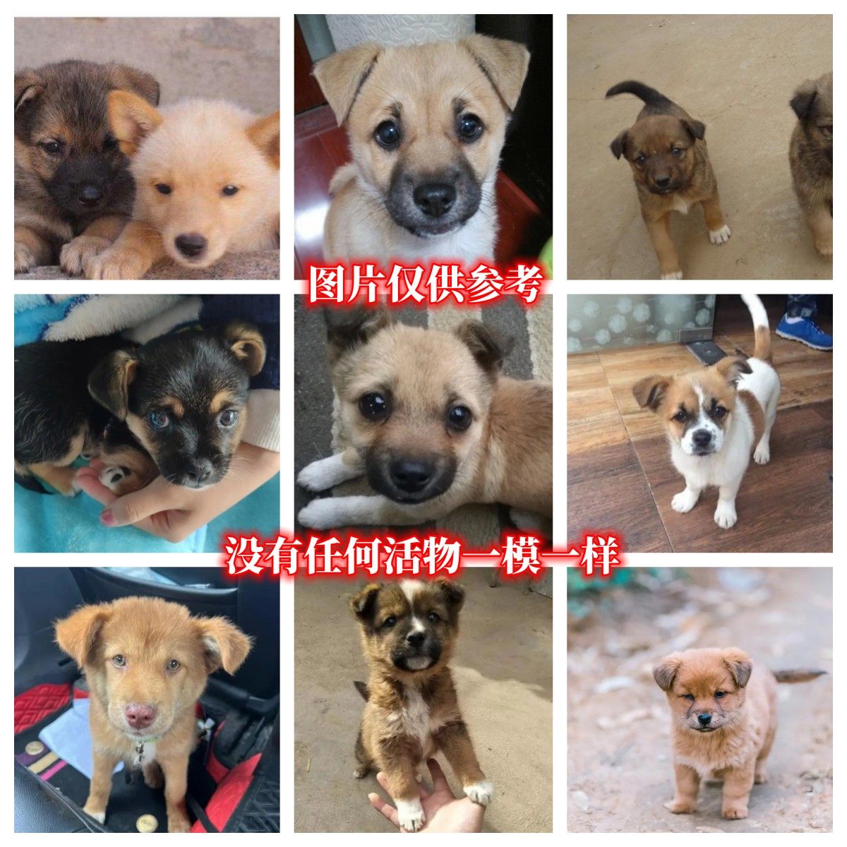 A selection of the direct sowing room-Taobao