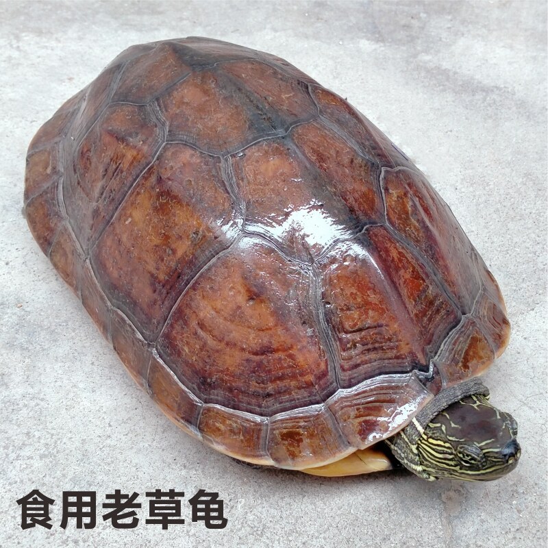 中华龟活体：滋补佳品，养生圣品，你家餐桌上的新宠儿！-特种养殖类水族宠物-淘宝好物网