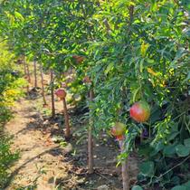 Red Ruyi pomegranate tree saplings in the north and south balcony potted courtyard ground planting soft seed grafted fruit trees bear fruit in the same year