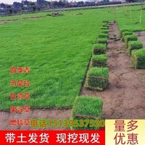 Turf balcony putting green real lawn green villa greening Bermuda bedding lawn turf grass Manila outdoor