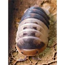 White Shark Rat Pet Watermelon Bug Small Insect Reptile Crawling Pet is Simple and Convenient