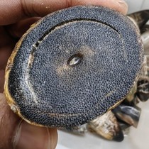 Natural woolly rhinoceros whole horn high-end ornaments ground into powder for health care and used as medicine both for fun and clear fish roe pattern high-end