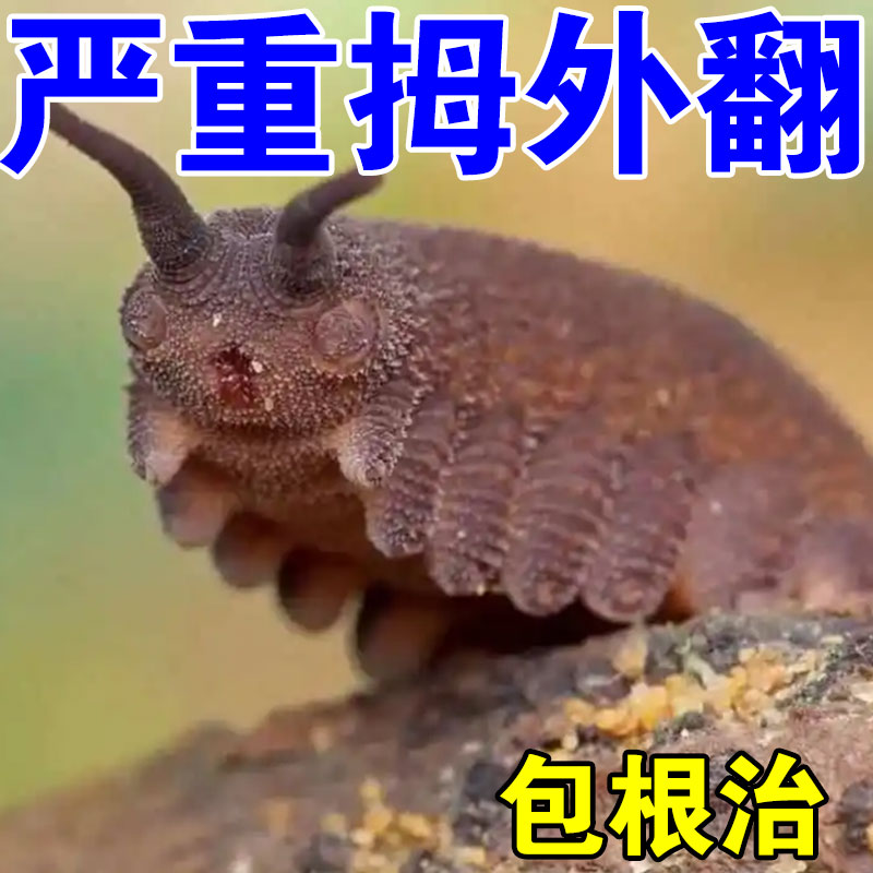 (50 years large footed one night straight) thumb valgus paste with hallux valgus musculature with large foot bone toe straightener SW-Taobao