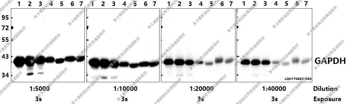 Bioworld内参抗体GAPDH多克隆抗体 GAPDH(A531)多克隆抗体WB/IF用
