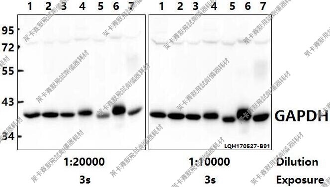 Bioworld内参抗体GAPDH(1A6)单克隆抗体GAPDH(1A6)单克隆抗体-HRP
