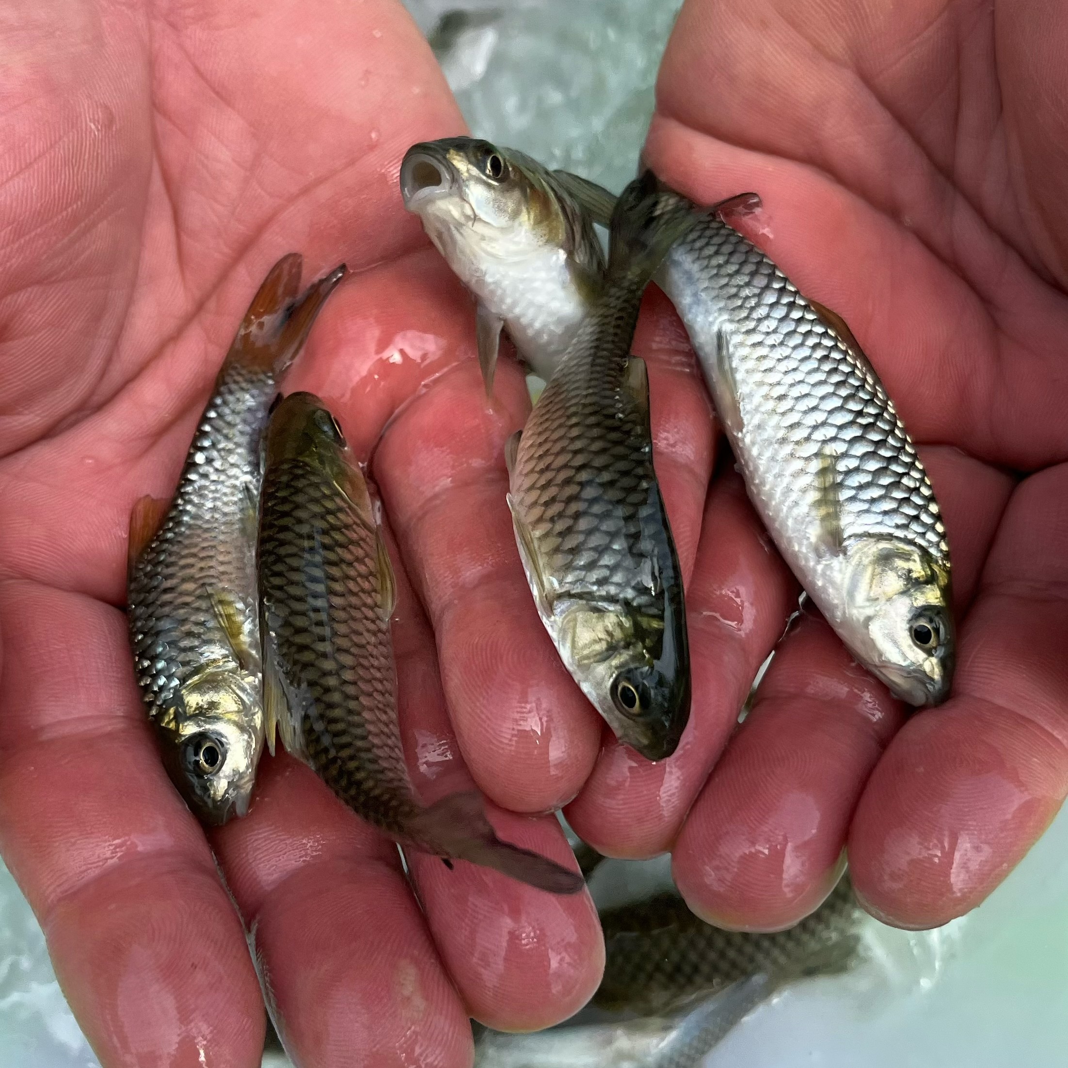 实验斑马鱼AB/TU/TL品系成鱼产卵高峰期：科研新宠，解锁生命科学奥秘！-鱼-淘宝好物网, image size:2203x2203