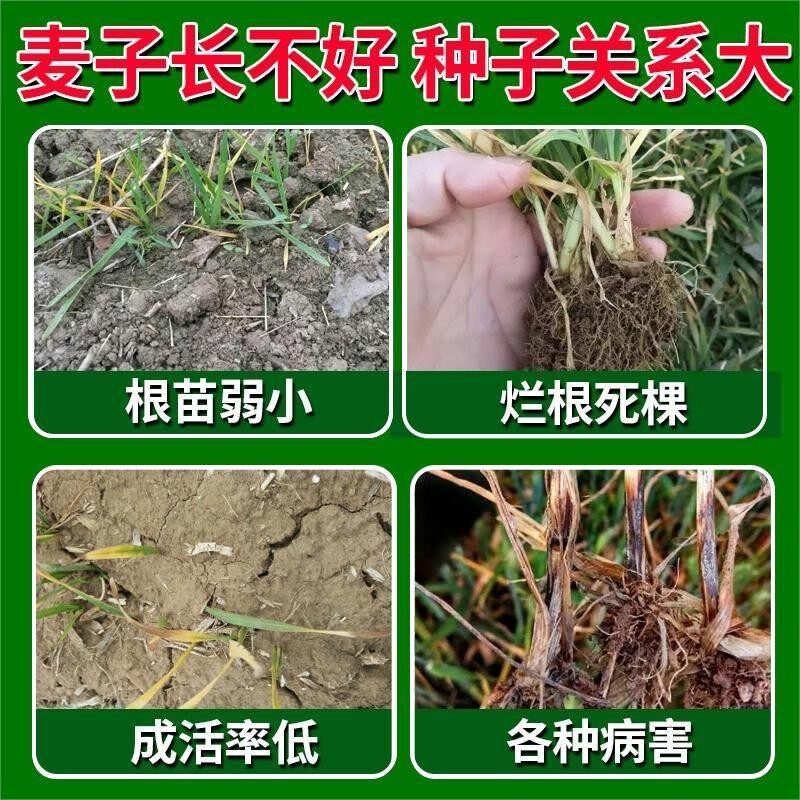 小麦拌种剂土豆大蒜种子拌种包衣,防病虫害还能促根壮苗?真有这么神?-生物菌肥-淘宝百科网