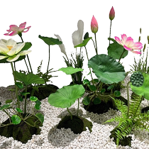 Emulation dEmulation Emulation Lotus Lotus Lotus Lotus Paysage paysager Lotus Pond Bâtiment Vue dhôtel Lobby Company Shop Window Patio Decoration Flowers