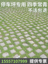 Parking Lot Grass Seed Lawn Brick Lawn Seed Non-pruned Four Seasons Low Trampling Resistance and Pressure Resistant Grass Seed Sovereign Grass Brick