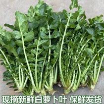 Farm fresh white radish vegetables radish stems seasonal vegetables white radish leaves white radish tassels young radish seedlings