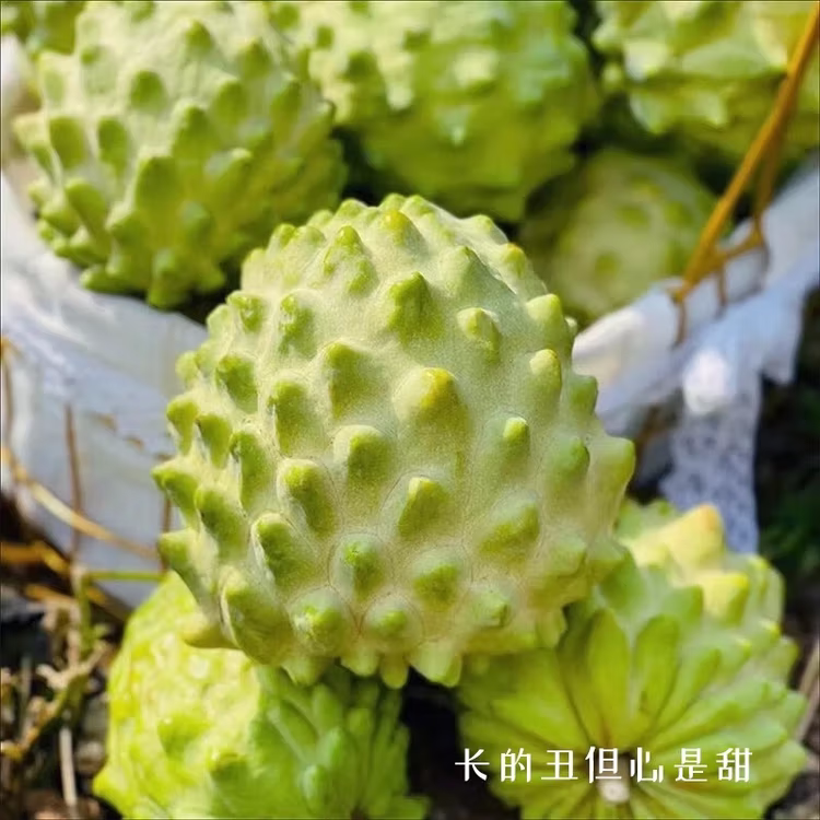 木叶生鲜