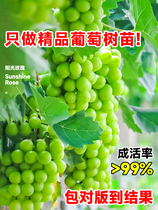 Grapevine Sunshine Rosehip Tree Fruit Seedlings Potted Qingwang Southern Planting Jufeng Seedless Grape Vine Seedlings Old Piles