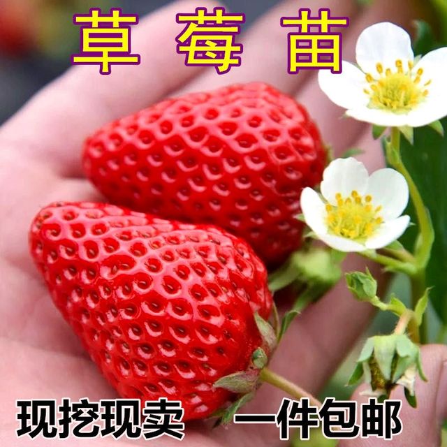 Four seasons strawberry seedling cream red strawberry seedling greenhouse planting strawberry potted plant year results new seedlings with soil fruit seedlings