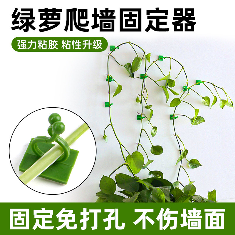 绿箩爬上神器绿植攀爬夹子固定器无痕卡扣绿萝挂钩强力粘爬藤杆器