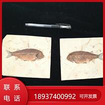 Liaoning Province Paleontology Yi County Wolffin Fish Fossil Biota Beipiao Off Rehe Chaoyang