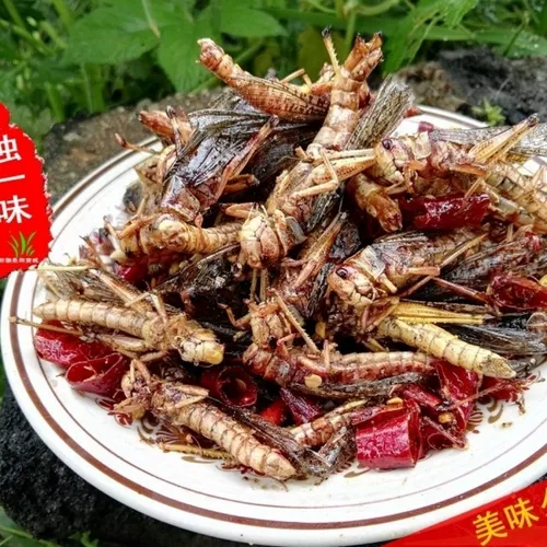 Жареный кузнечик мгновенный свежий жареная саранча, съесть насекомые, специализированные блюда Шандунга, теперь производят закуски