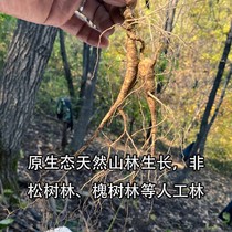 Not doing the fake 100% Lin Lower the wild Mountain Participation Box Lin Lower seed 20 Old ginseng Northeastern Changbai Ginseng