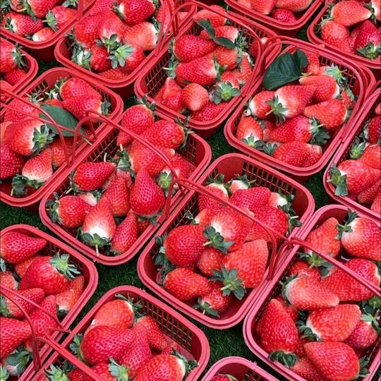 Strawberry Basket, Bayberry, Loquat, Egg Crate, Plum Basket, Fruit Picking Basin with Lid, Blue Plastic Basket, Rectangular