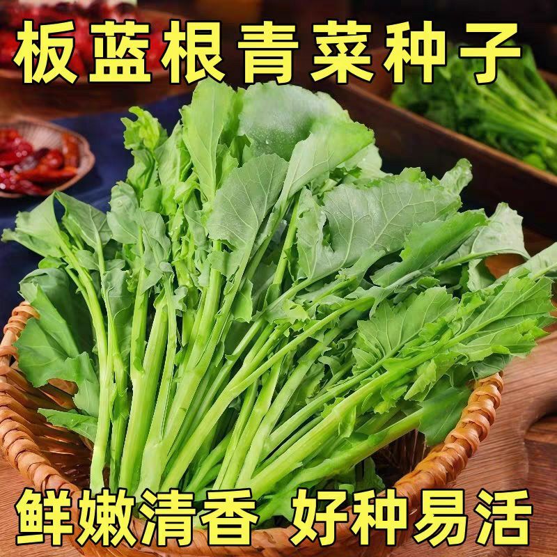 The Noble Plant Indigo Radish, a Vegetable That Can Be Grown in Flower Pots on the Balcony or in the Yard, Will Quickly Grow When Sprinkled with Water