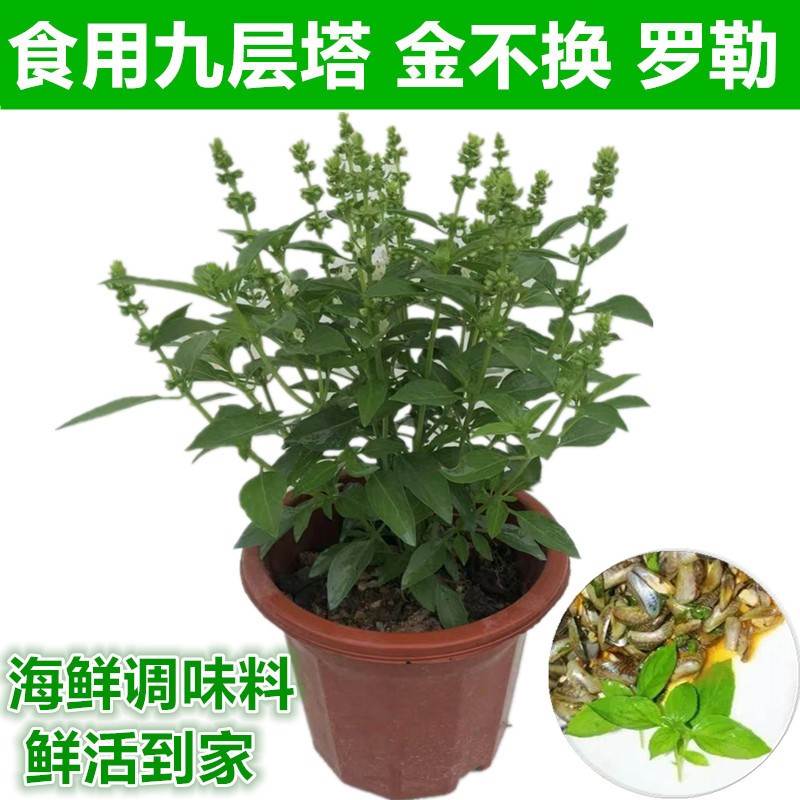 盆栽包邮鱼香菜金不换九层塔罗勒紫苏苗薄荷种子，厨房里的绿色魔法！