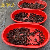 Large thickened plastic long basin oval basin breeding lobster basin pet bath basin bath basin laundry basin home