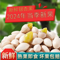 Ginkgo fresh large fruit roasted ginkgo nuts fresh happy ready-to-eat ginkgo open ginkgo nut snack crispy
