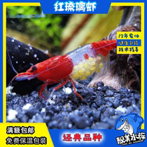 Red Glazed Shrimp Black Shell Shrimp Ornamental Breeding Aquarium Landscaping Glazed Chocolate Black Red White Wine Red Black King Kong Full Red
