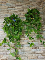Chlorophytum hanging basket green dill vine simulation decorative rattan plastic leaves indoor wall hanging fake flowers and green plants hanging on the wall