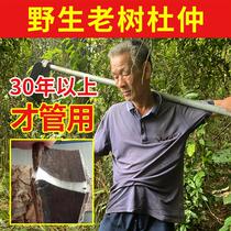 Laozhou Shenshan Pure Wild Old Eucommia 500g Chinese Medicinal Materials Bark Powder Tablet Salt Production Stir-fried Duzhong Soaked in Wine Fresh