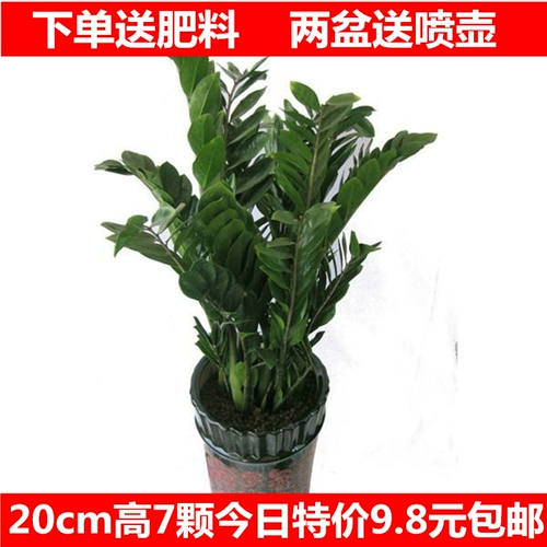 Денежное дерево горшечное растение Деньги шашлыки Zixizhao Wealth Tree Дерево богатства дерево встряхнуть качающими