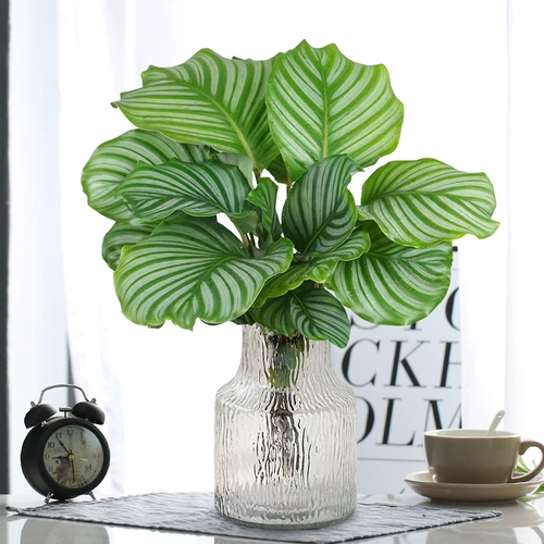 Гидропоновое зеленое яблоко, таро завода в помещении гостиной гостиной