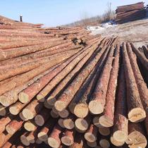 Jiangxi forest farm spot domestic larch river project pine pile fence support rod fir pile custom length