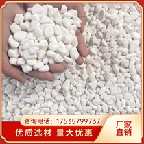 Shanghai white stone white stone white gravel white stone landscape stone size pebbles courtyard paving paving
