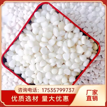 Guangzhou white stone white gravel natural white stone small white stone multi-succulent paving potted flower pot courtyard
