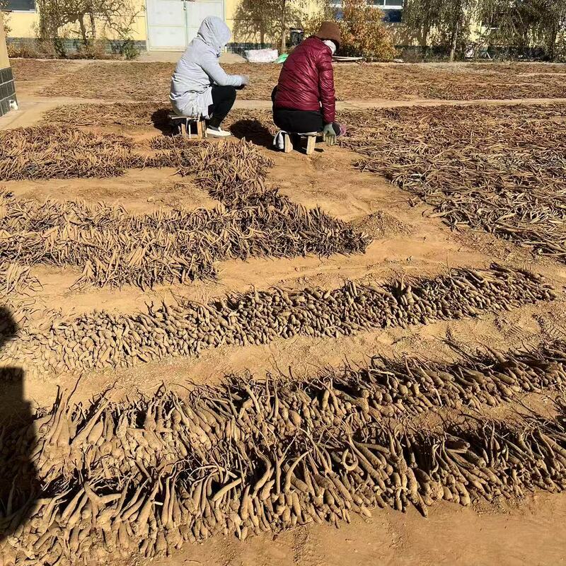 【Dried Angelica Root, 2.5kg Packs】Store in the Freezer or Vacuum-Sealed in the Refrigerator, Mixed Sizes, with Soil Attached, No Compensation for Breakage