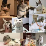 Чокер, шарф, аксессуар, милое ожерелье, цепочка