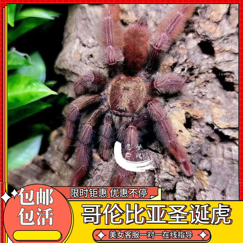 腿叔秘鲁巨人橙间蜘蛛｜18-20cm巨型宠物蛛+恒温恒湿方案💡-蜘蛛-淘宝好物网