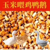 23 Years New Corn Grain Feeding Chicken Corn Crushed Duck Goose Pig Five Grain Grain Dry Corn Forking Raw Material Fishing