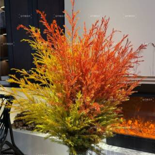 Melaleuca gold aaa grade (can be used as dried flowers) thoughtful orange-red fresh cut flowers niche high-end autumn and winter home soft decoration