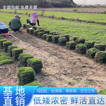 With soil turf real grass villa courtyard greening project Taiwan grass Manila grass four-season green grass easy to live and resistant to trampling