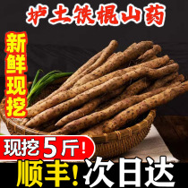 Authentic iron bar yam from Wen County Jiaozuo Henan Province Huaishan Huaishan yam fresh 5 catties special grade whole box